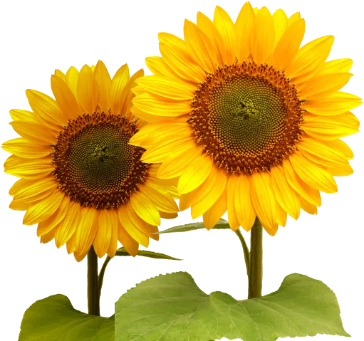 sunflowers
